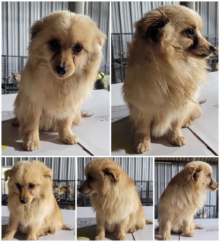 무안군유기동물보호소_446495202300071